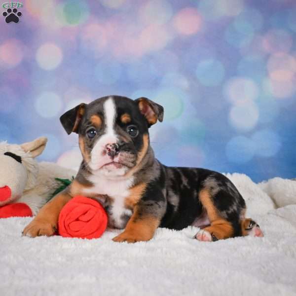 Mia, Miniature Bulldog Puppy